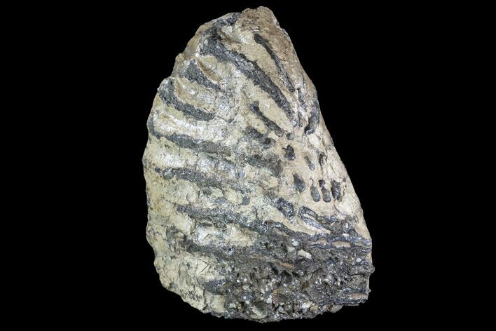 Partial Southern Mammoth Molar - Hungary #87552
